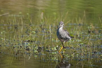 Sticker - Selective focus shot of a spotted redshank in the water