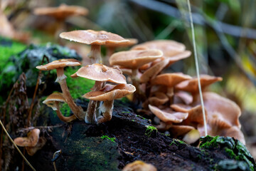 Canvas Print - autumn wood-destroying fungi in the park