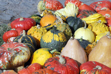 Colorful Ornamental Pumpkins, Gourds And Squashes In The Street For Halloween Holiday.
