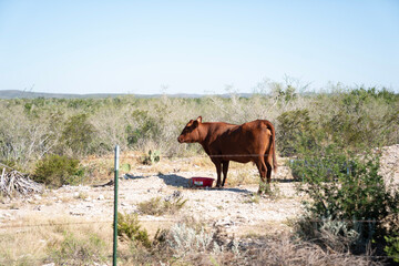 cow in the field