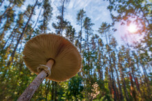 Big Edible Mushroom In The Forest.