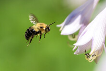 Bee Flying Towards A Garden Flower