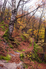 Wall Mural - Beautiful autumn landscape in the forest with yellow trees, fallen leaves and green moss.