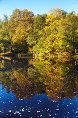  Ohre river and autumnal view forest mirroring lake
