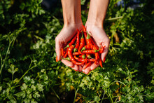 Hot Chili Pepper Close-up In The Hands Of A Girl Against The Background Of A Garden And Greenery. Healthy Organic Food And Harvesting.