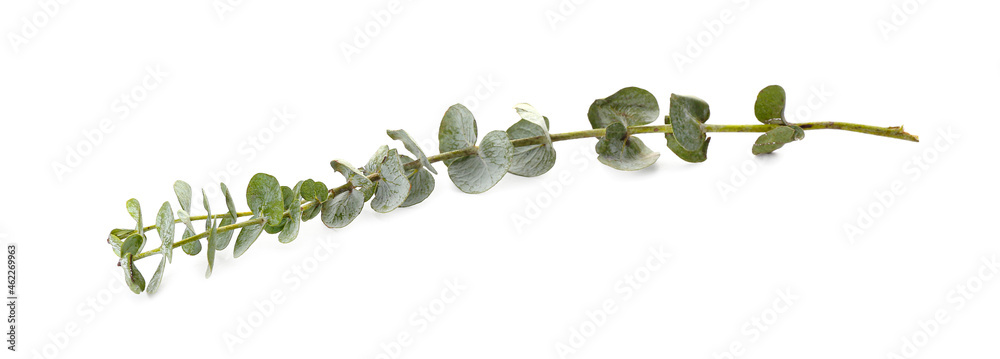 Baby blue eucalyptus branch isolated on white background