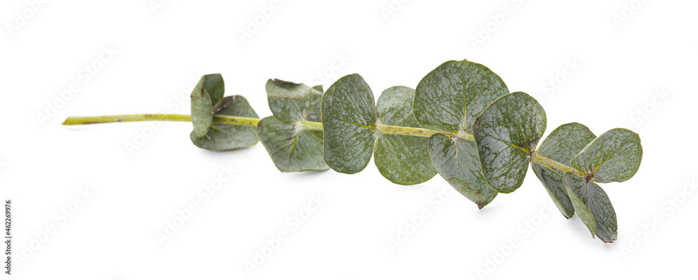 Baby blue eucalyptus branch isolated on white background