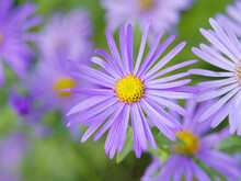 Closeup Of Beautiful Purple Aster Flowers In A Garden