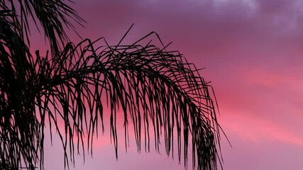 Wall Mural - Palm frond in front of a pink sunset sky