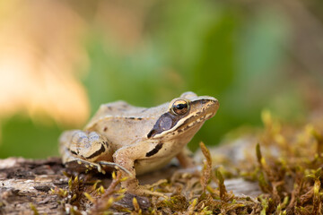 Wall Mural - Grenouille agile, Rana dalmatina