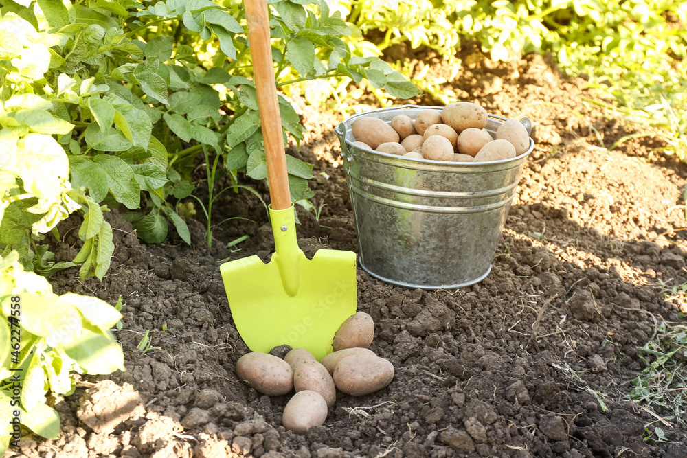 Shovel and bucket with raw gathered potatoes in field