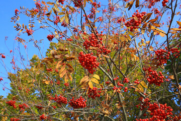 Wall Mural - branches of autumn rowan or mountain ash with bright red berries