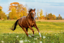 Don Breed Horse Running On The Field In Autumn. Russian Golden Horse.