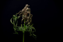 Moldy Marijuana Flower From Greenhouse In Autumn