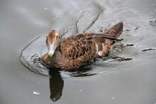 A Close Up Of An Eider Duck On The Water