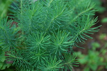 Cypress Spurge With A Densely Deciduous Stem. The Green Stems Of The Plant Are Often Covered With Thin Leaves That Look Like Pine Needles. The Plant Grows In Low Bushes And Blooms.