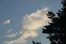 White Clouds In The Gap Between The Trees. In The Light Blue Sky, White-gray Cumulus Clouds Of Various Shapes Float, Along The Edges Of The Tall Green Branches Of Trees.
