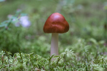 An Amanita Fulva Mushroom, Also Known As The Tawny Grisette