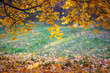 © Aleksandr Matveev - Beautiful autumn landscape with orange trees and sun rays, colorful foliage in the park, autumn falling leaves natural background