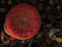 Amanita Muscaria. Red Poisonous Mushroom Fly Agaric In The Forest Top View With Place For Text