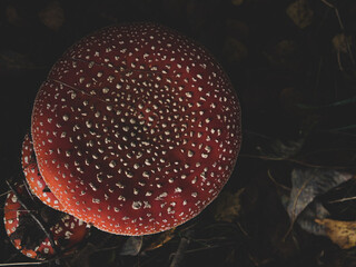 Wall Mural - Amanita Muscaria. Red poisonous mushroom fly agaric in the forest top view with place for text