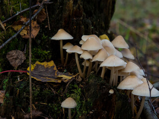 Wall Mural - group of forest mushrooms toadstools growing on a tree stump