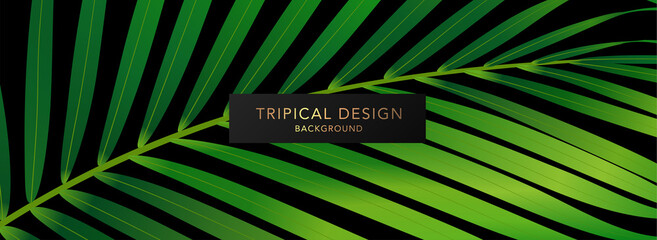 Wall Mural - Tropical background design (banner) with green palm branch isolated on black background. Exotic vector template for invite, voucher, prestigious gift certificate