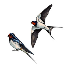 White Backed Swallow In Flight From Multicolored Paints. Splash Of Watercolor, Colored Drawing, Realistic. Vector Illustration Of Paints