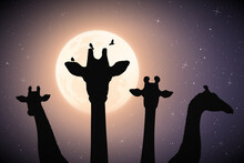 Giraffe Family. Funny Animal Head Silhouette. Full Moon In Night Sky