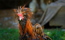 Polish Rooster With Fabulous Plumage Looking At The Camera