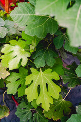 Wall Mural - Green plant fig tree and leaves