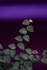 Sticker - Vertical shot of green plant leaves against a colorful background