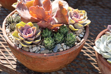 Wall Mural - pot with succulents 