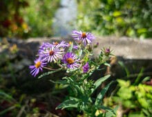 Closeup Shot Of Purple, Beautiful Michaelmas Daisy Flowers Under The Sun