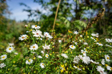 Closeup Shot Of White, Beautiful Michaelmas Daisy Flowers Under The Sun
