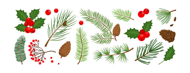 Christmas vector plants, tree, fir, pine and cone, holly winter decor, berry, leaves branches, holiday set isolated on white background. Nature illustration