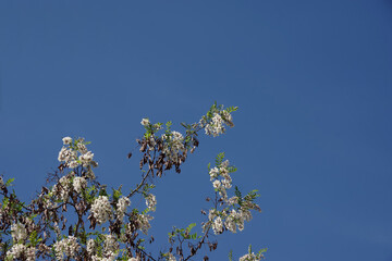 Wall Mural - Top branches of a blooming Robinia pseudoacacia black locust tree under blue springtime sky