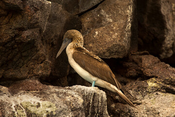 Wall Mural - The blue-footed booby (Sula nebouxii).