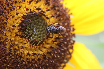 sunflower and bee