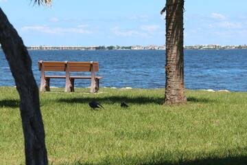 Wall Mural - Bench by the water in the day