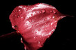 赤紫の花びらと水滴のクローズアップ Close-up of red-purple petals and water droplets