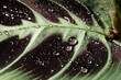 シダと水滴のクローズアップ Close-up of ferns and water droplets