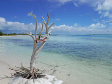 Caribbean Beach In Turks And Caicos: Little Water Cay (Iguana Island) With Turquoise Ocean, White Sand And Dead White Tree