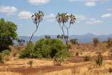 Fototapeta Sawanna - Krajobraz sawanny afrykańskiej z kilkoma drzewami