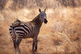 Fototapeta Sawanna - Zebra pośrodku sawanny w Afryce