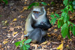 Małpa Sykesa karmiąca młode zwana małpą białogardłą, lub małpą samango