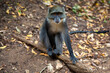 Siedząca na ziemi młoda małpa Sykesa zwana białogardłą lub małpą Samango