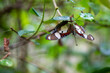 Motyl zwisający spod zielonego liścia na drzewie