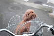 自転車のカゴに入ったトイプードル Toy poodle in a bicycle basket