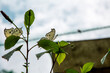 Motyl siedzący na zielonym liściu